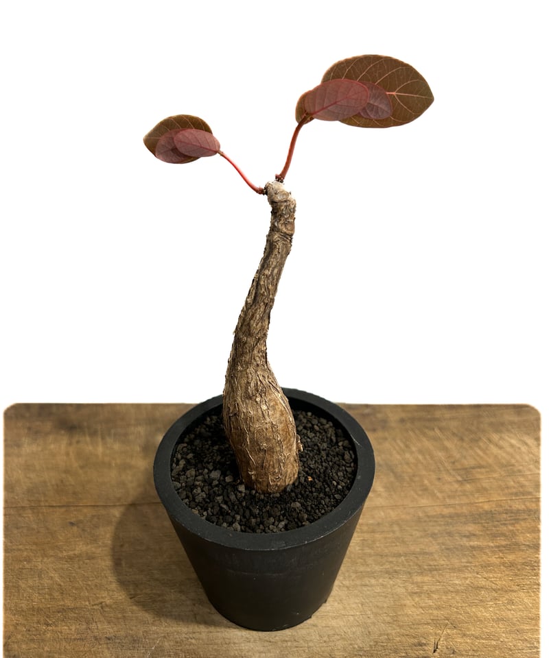 フィランサス ミラビリス「Phyllanthus mirabilis」5/29-644 | S