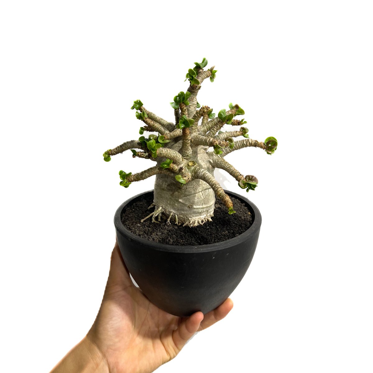 アデニウム D.H.A (獅子葉) 選抜個体「Adenium D.H.A」6/5-695 |