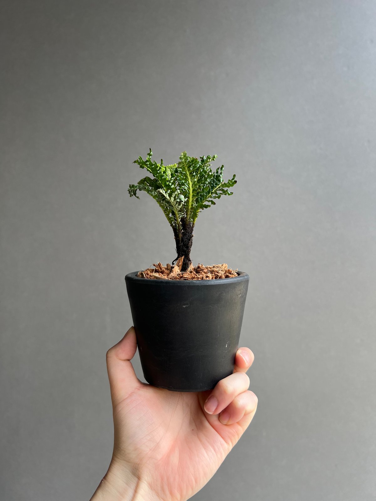 ブレクナム ギッバム ドワーフ ブレクナム ギッバム ドワーフ 「Blechnum gibbum Dwarf 」39C