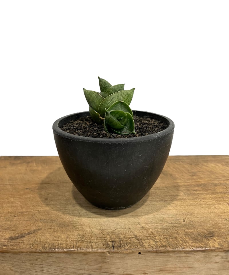 サンセベリア アンヤマニー ハイブリッドSP04「Sansevieria Unyamanee