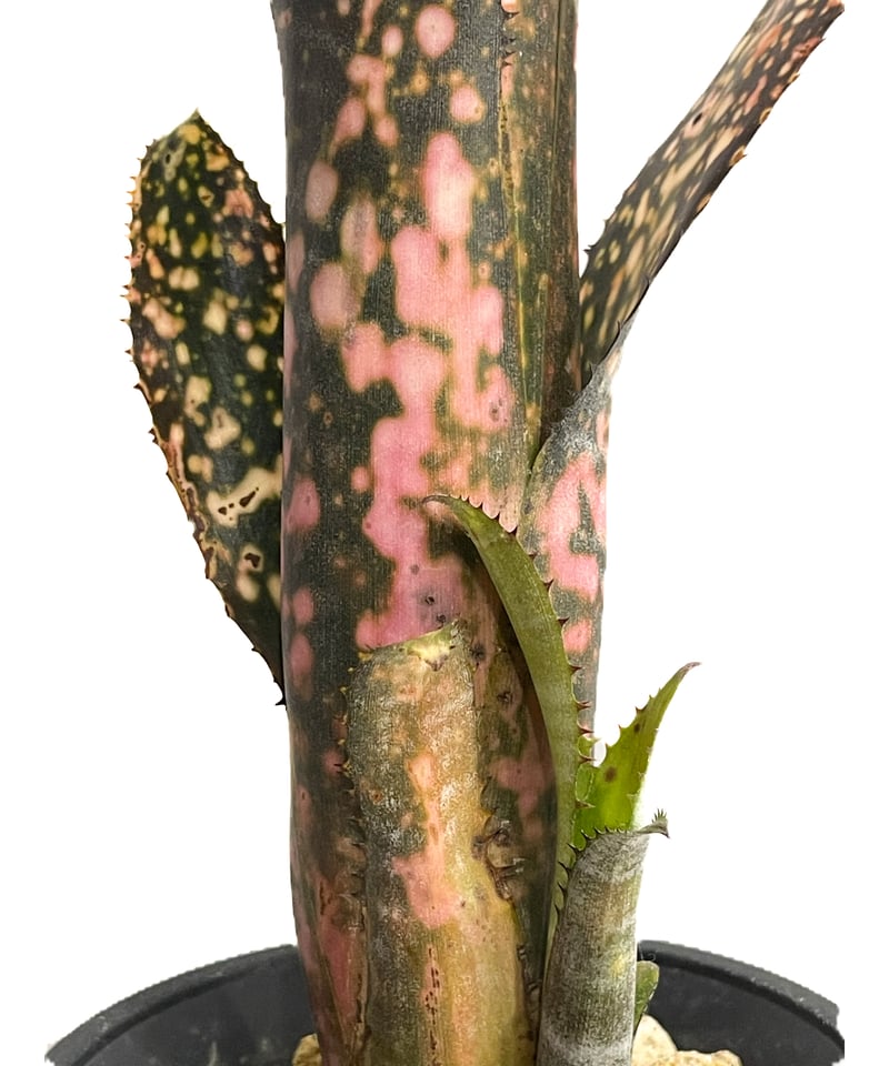 ビルベルギア コールド フュージョン「Billbergia Cold Fusion