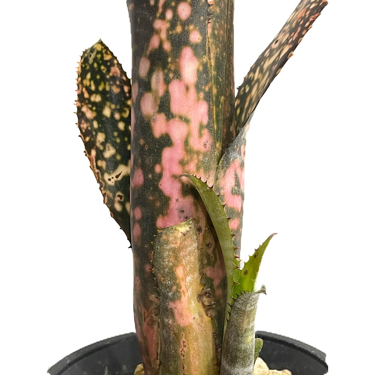 ビルベルギア コールド フュージョン「Billbergia Cold Fusion