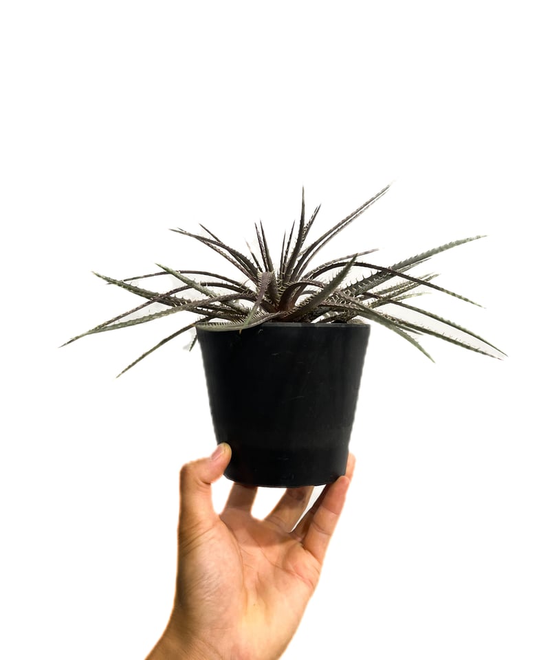 OTTO 新作　ディッキア　Dyckia 　Little Gargoile OTTO 新作 ディッキア Dyckia Little Gargoile