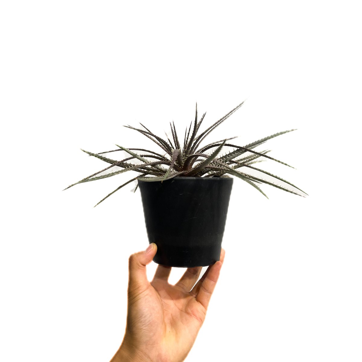 OTTOさん　 新品種　レア株　 Dyckia OTTO DBME-1 OTTOさん 新品種 レア株 Dyckia OTTO DBME-1 - メルカリ