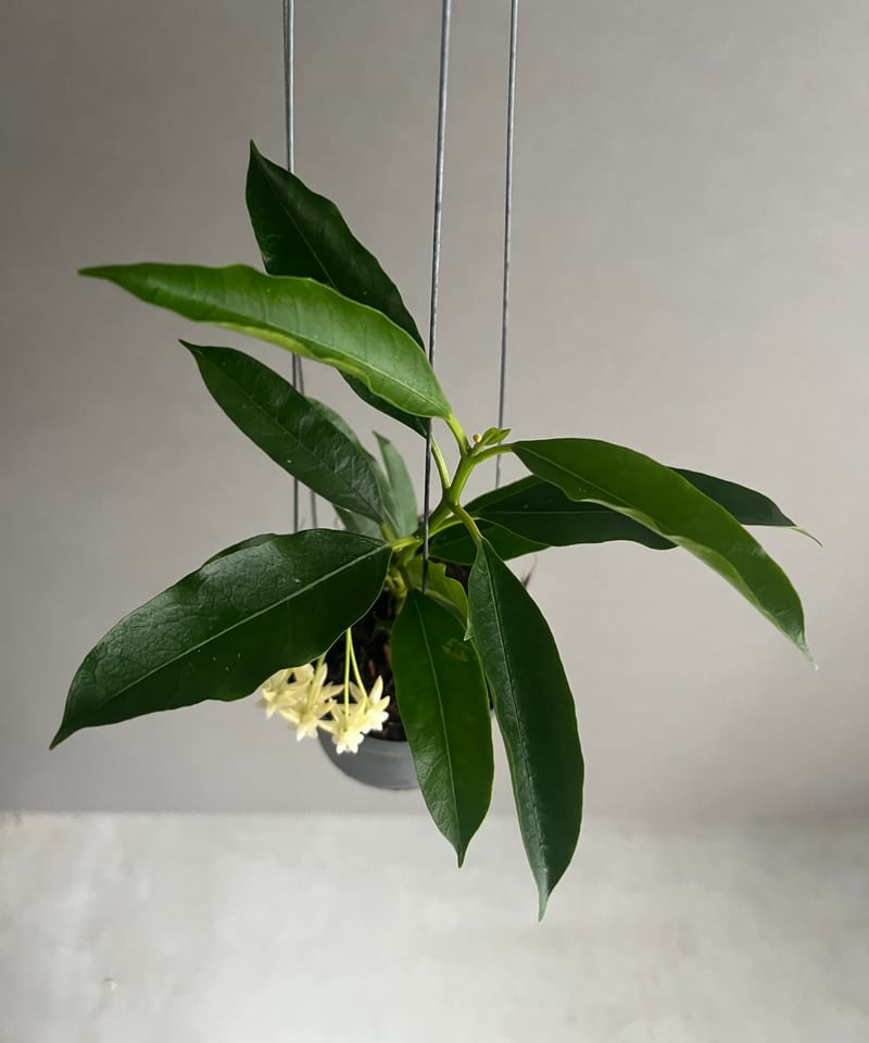 ホヤ ロッキー イエロー フラワー 「Hoya lockii Yellow Flower」69