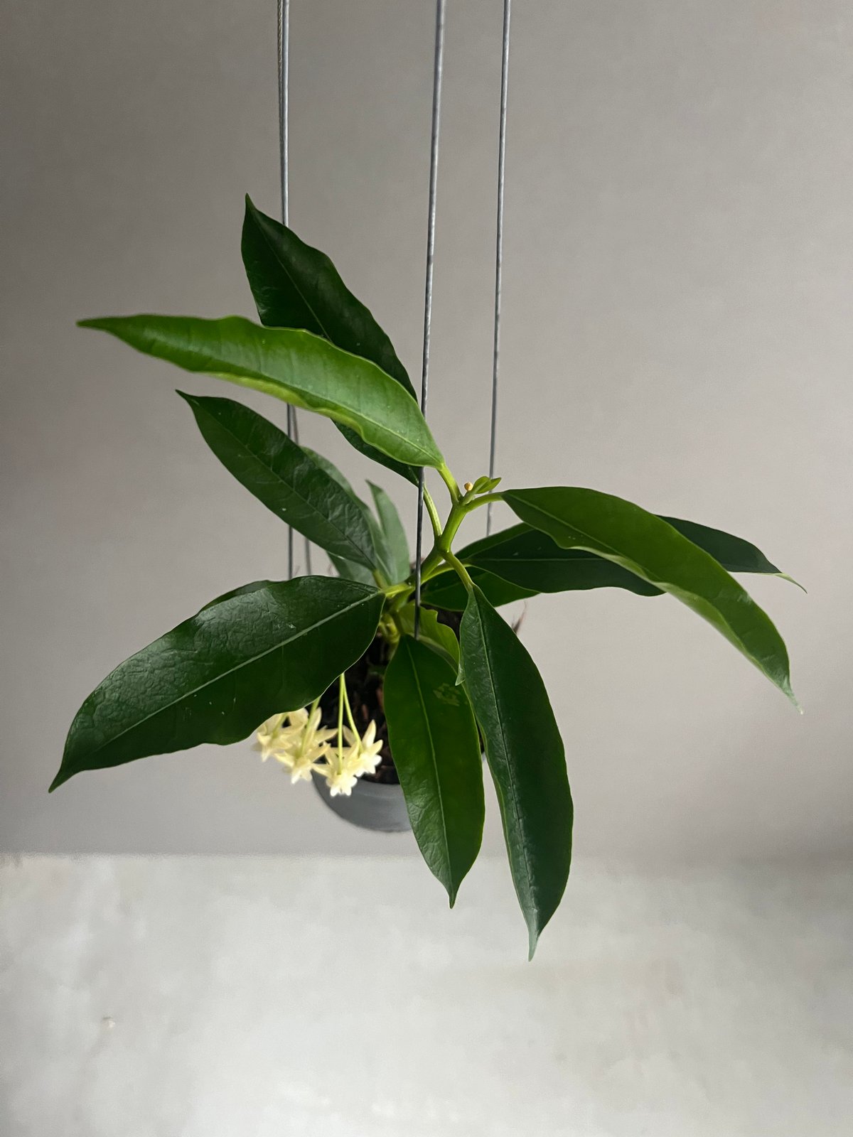 セール　レア　珍種　ホヤ　Hoya chloroleucha サクララン セール レア 珍種 ホヤ Hoya chloroleucha サクララン - メルカリ