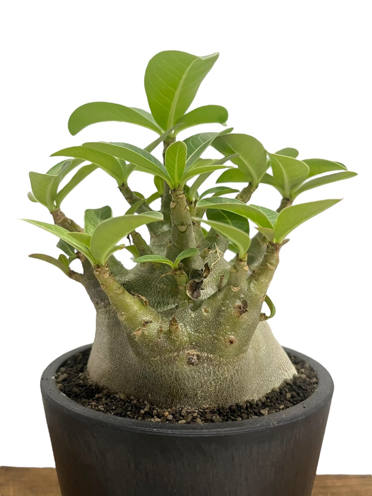 アデニウム アラビカム スーパー ドワーフ “ブラック” 「Adenium