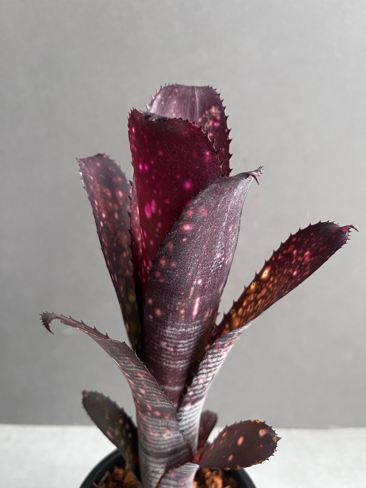 BILLBERGIA ‘Obi-Wan’ ビルベルギア オビワン① ビルベルギア オビ-ワン 「Billbergia Obi - Wan」97C | SHOUCH