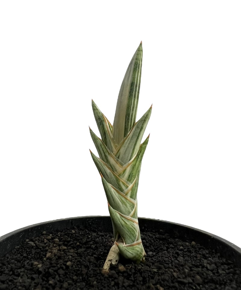 サンセベリア lav.1970 白斑入 「Sansevieria lav. 1970 Whit