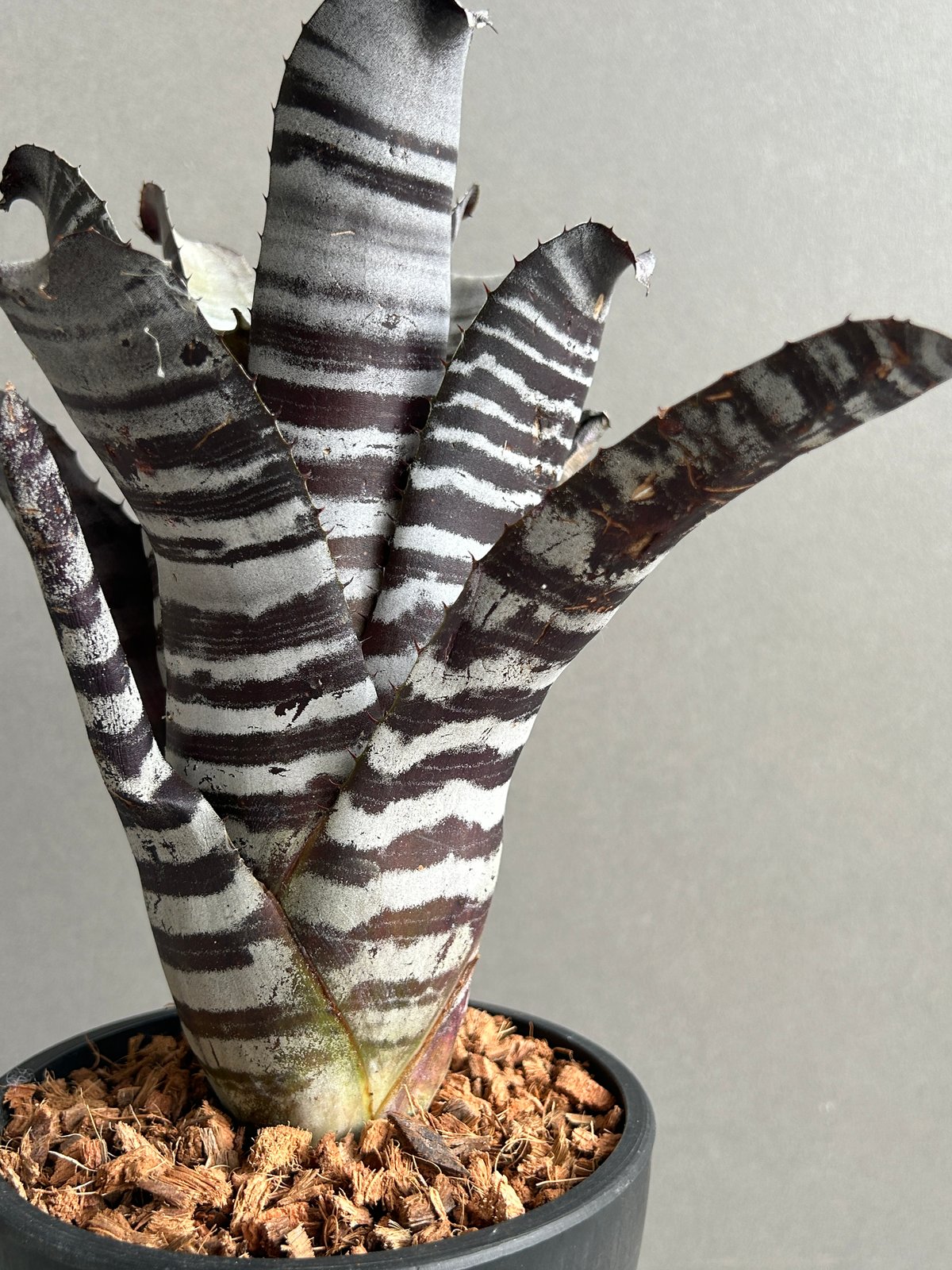 ブロメリア・エアープランツ Aechmea Black select Aechmea. Black Select A1【artPLANTs/PLANTS GARAGE