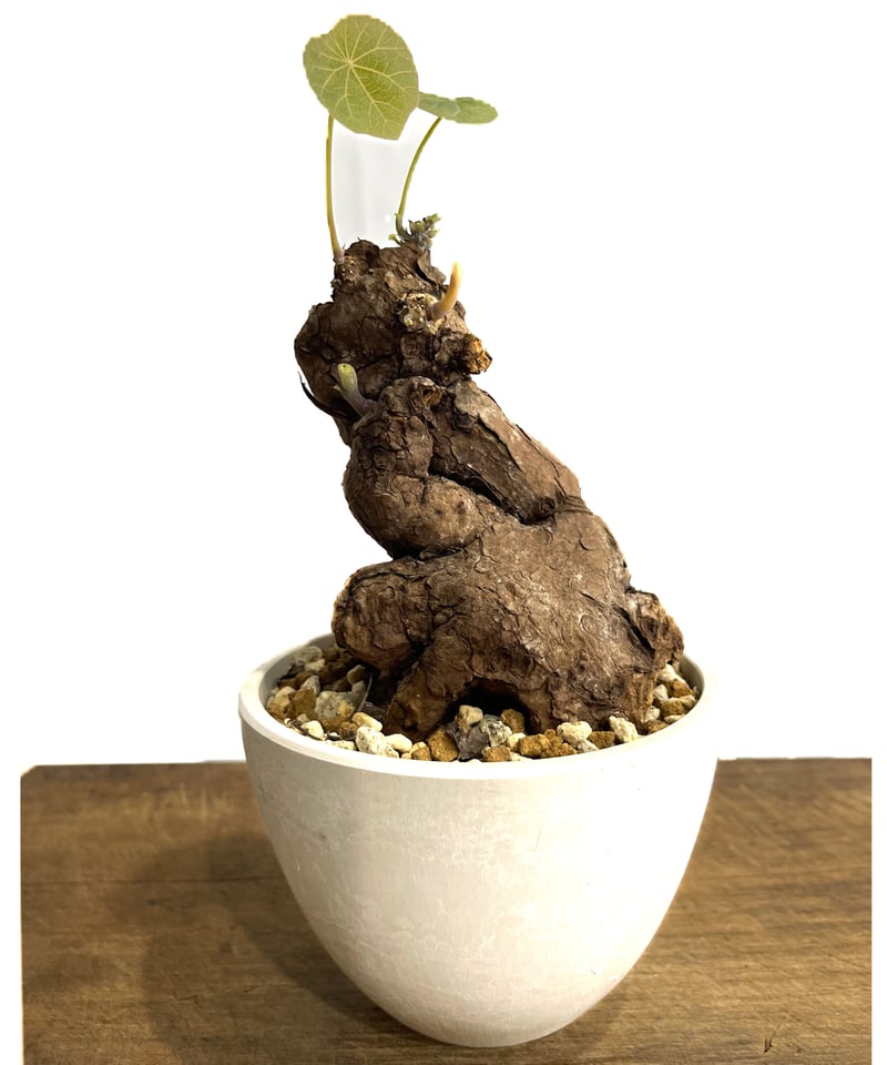 ステファニア カウィーサキー「Stephania Kaweesakii」9/17 | SHOU