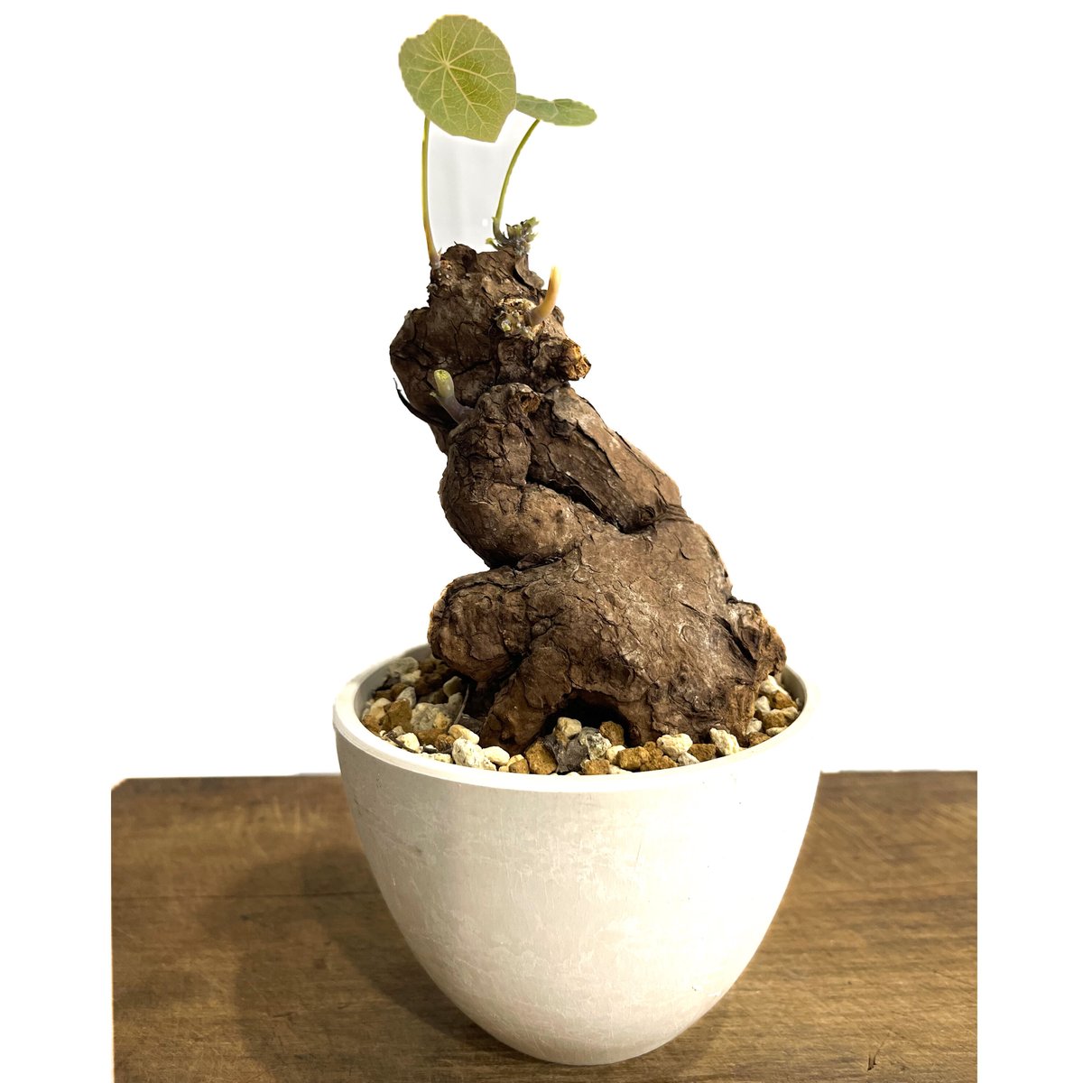 ステファニア カウィーサキー「Stephania Kaweesakii」9/17 | SHOU