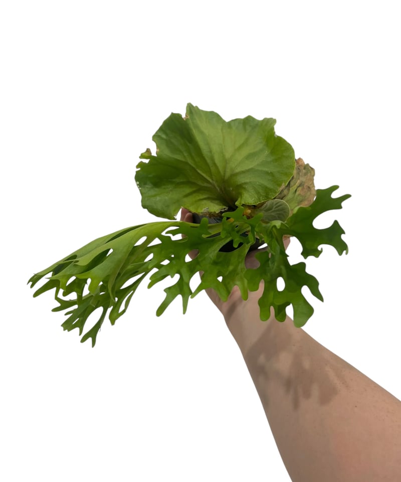 ridleyi NO.310 ビカクシダ リドレイ ridleyi NO.310 ビカクシダ リドレイ