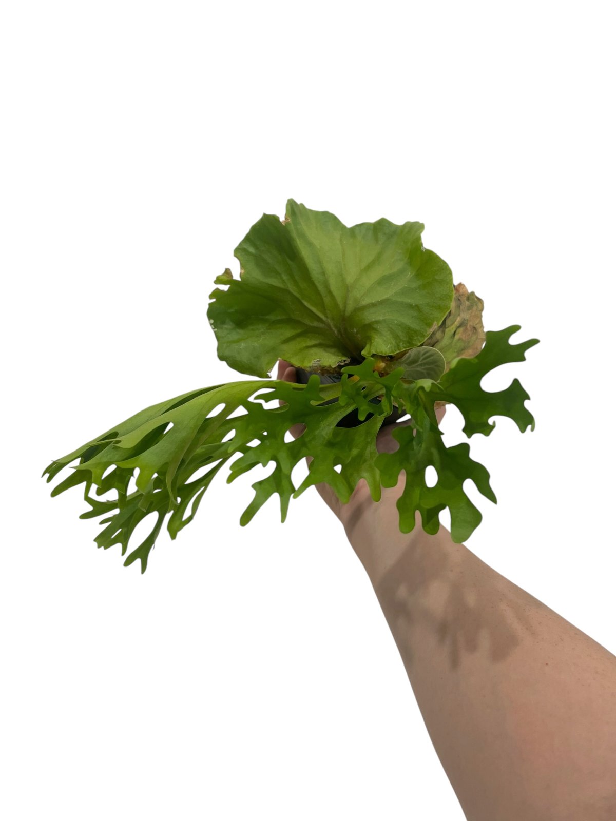 ビカクシダ リドレイ(by ヌクル) 「Platycerium ridleyi (by Nuk