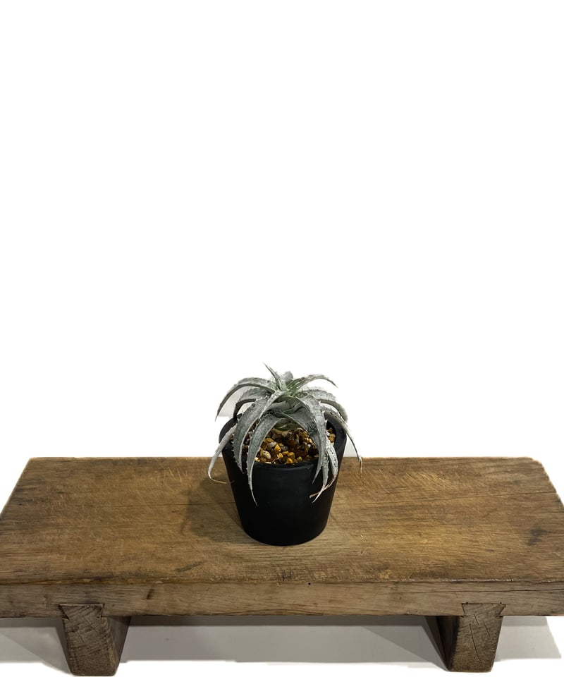 その他多肉植物 Dyckia Branca de Neve original clone Dyckia Plant Blooming and Care