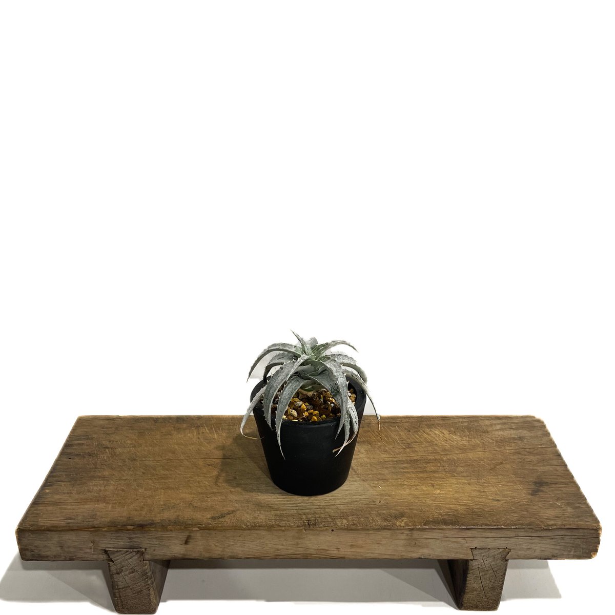 ディッキア マセドイ ホワイト クローン「Dyckia macedoi white clone