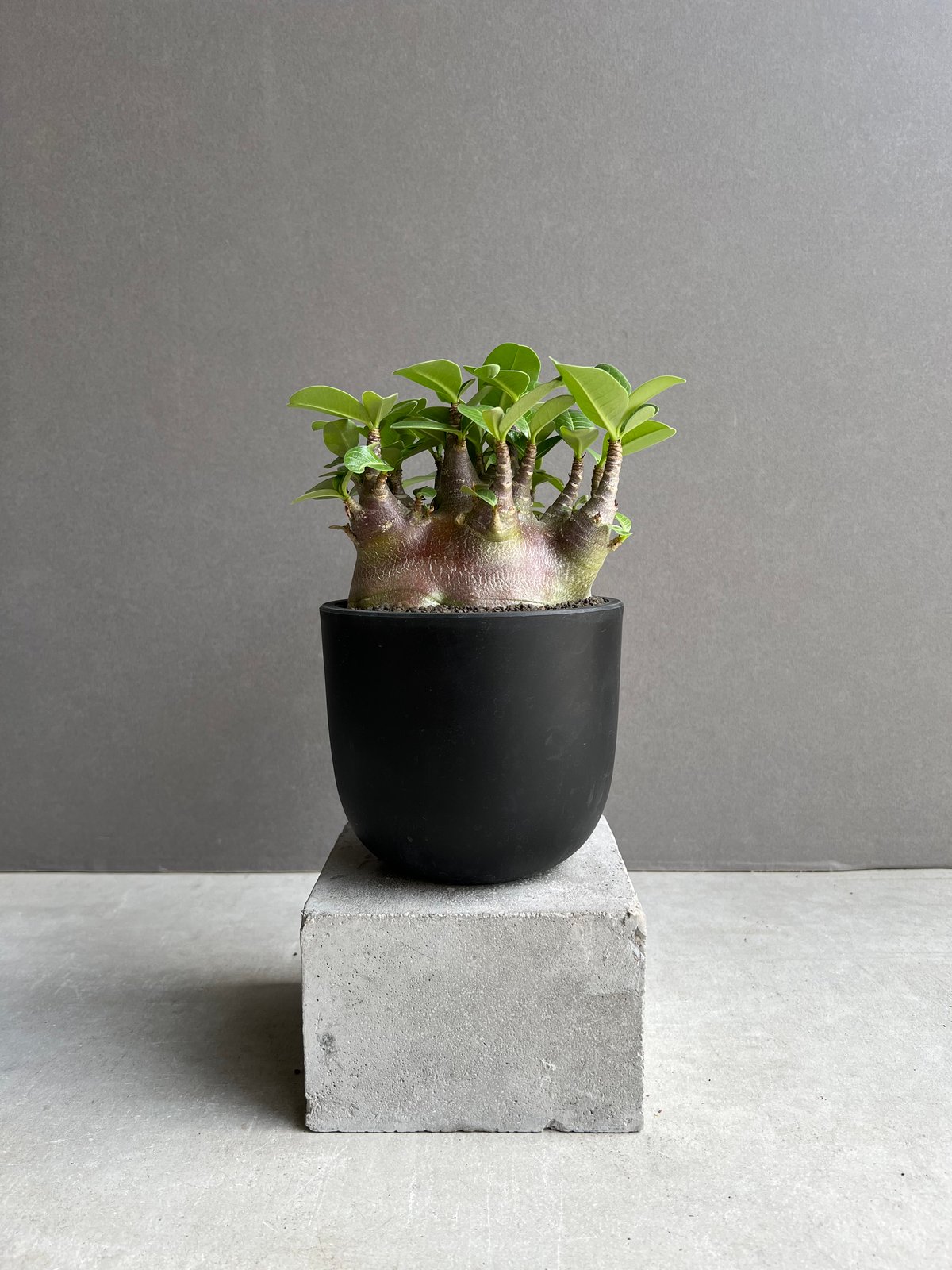 【激レア/ブラックスキン/ドワーフ 】アデニウム スーパーレッド A-1 鉢植え 激レア/ブラックスキン/ドワーフ 】アデニウム スーパーレッド A