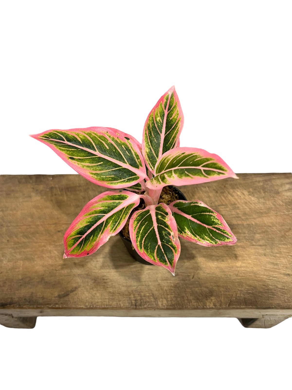 アグラオネマ ロータス デライト 「Aglaonema Lotus Delight」101H