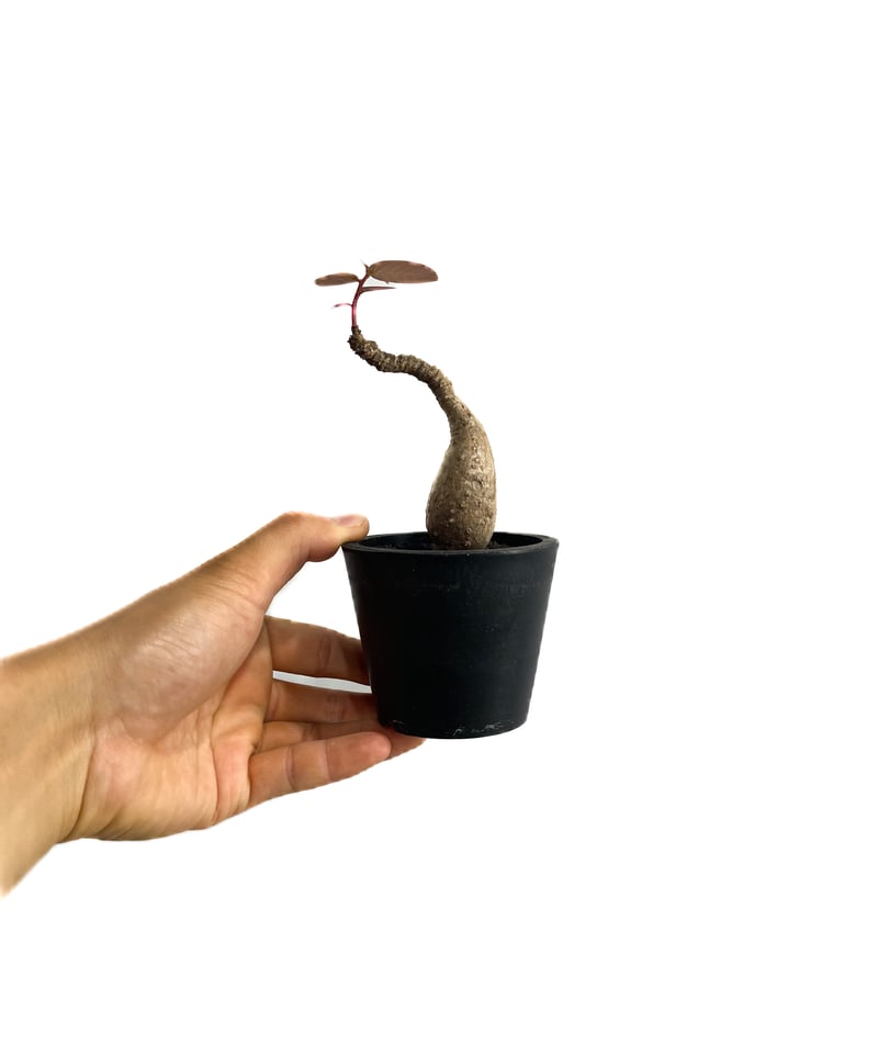 フィランサス ミラビリス「Phyllanthus mirabilis」6/25-843 | S