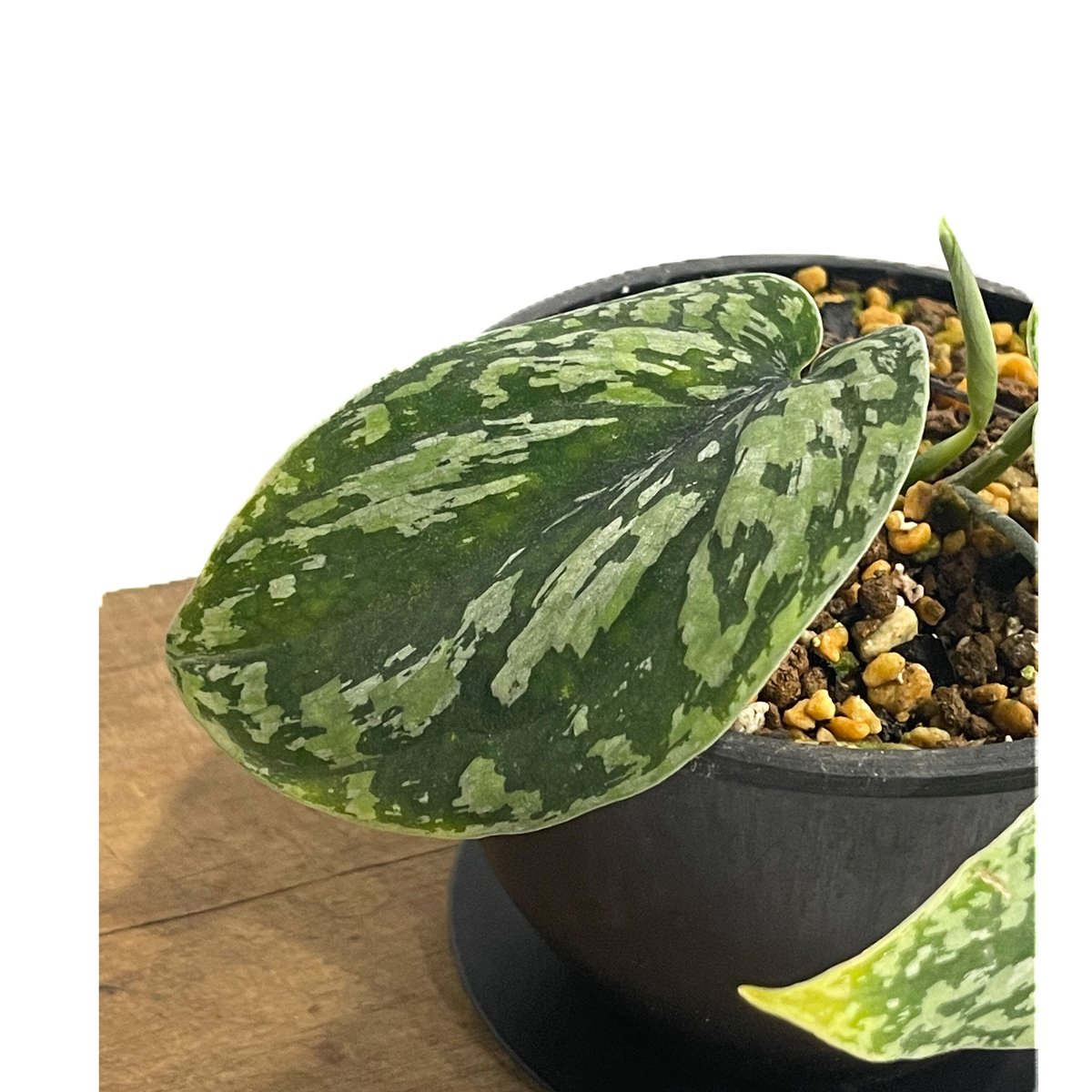 スキンダプサス　ユニコーン　トリカラー Amazon.co.jp: レア 34. Scindapsus Tricolor Silver Platinum