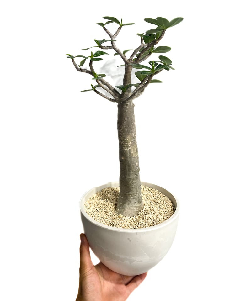 ZMAT様 専用】アデニウム アラビカム ゴジ バオバブタイプ ＋ V2ハック