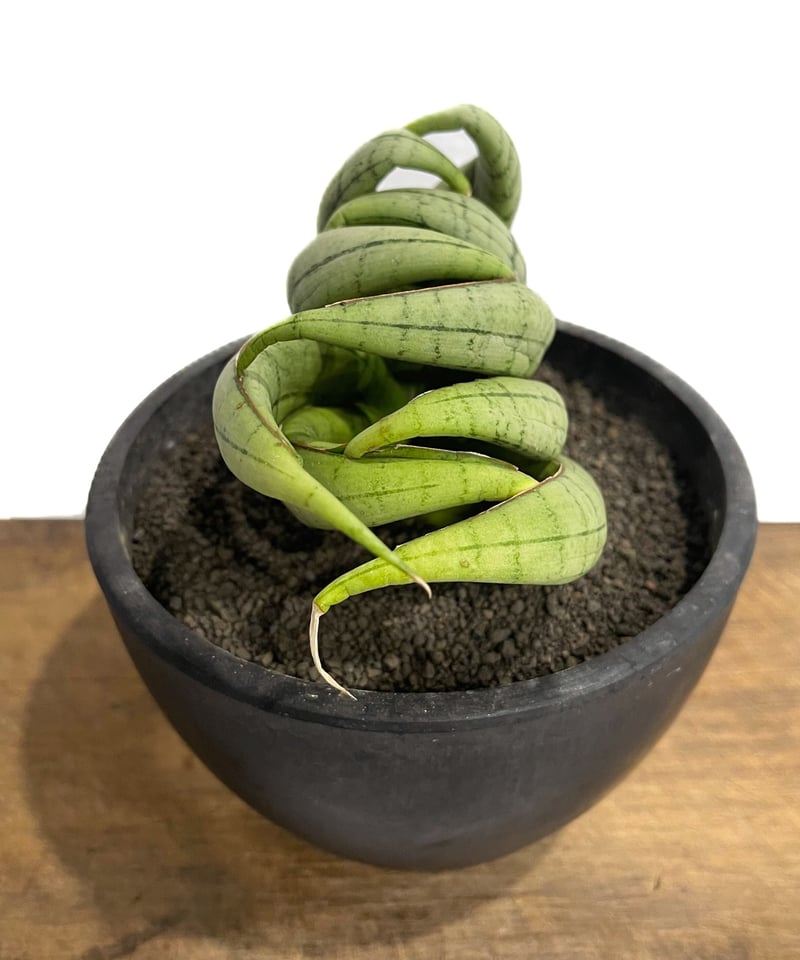 サンセベリア アンヤマニー ハイブリッド SP 08 (実生)「Sansevieria