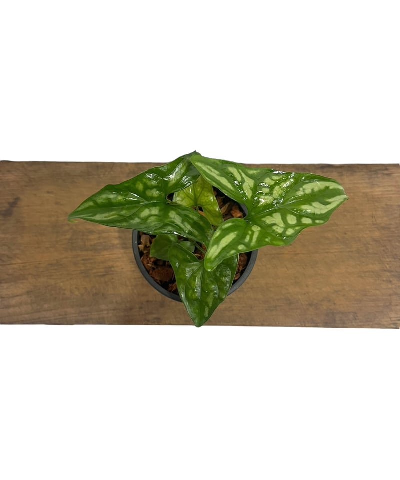 1 セルセスティス　ミラビリス　斑入り　激レア 1 セルセスティス ミラビリス 斑入り 激レア Cercestis