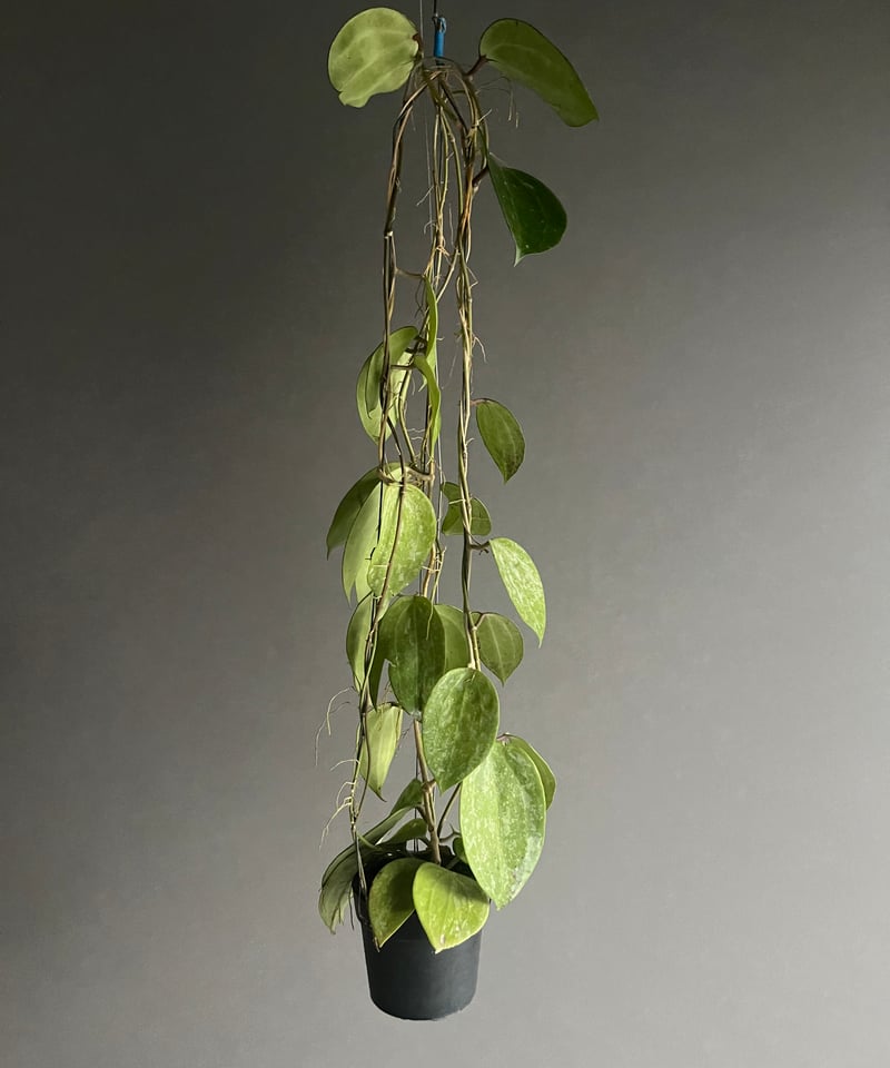 レア　ホヤ　Hoya latifolia ' Queen'サクララン大苗 レア ホヤ Hoya latifolia ' Queen'サクララン大苗 レア ホヤ Hoya