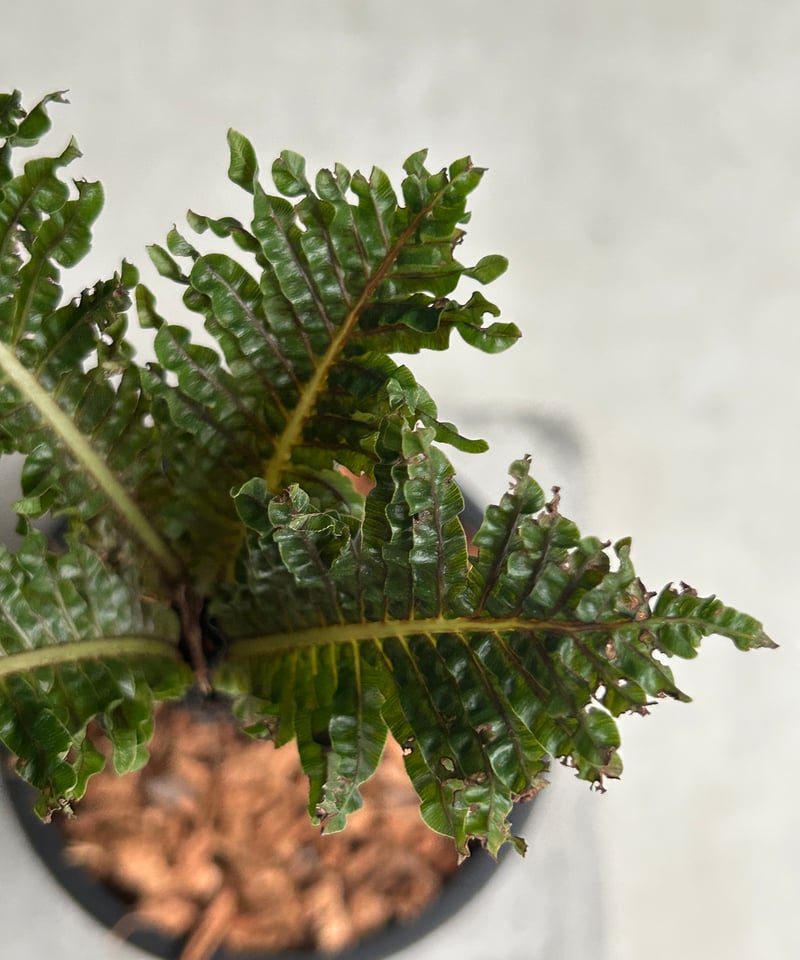 ブレクナム ギッバム ドワーフ ブレクナム ギッバム ドワーフ 「Blechnum gibbum Dwarf 」90H