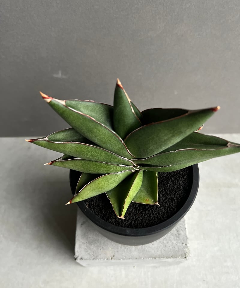 EMP サンセベリア オペラハウス / SA307 EMP サンセベリア オペラ