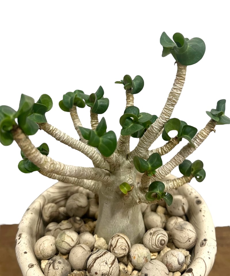 アデニウム　DHA 獅子葉　10株 アデニウム DHA 獅子葉 10株 アデニウム アラビカム D.H.A 獅子葉