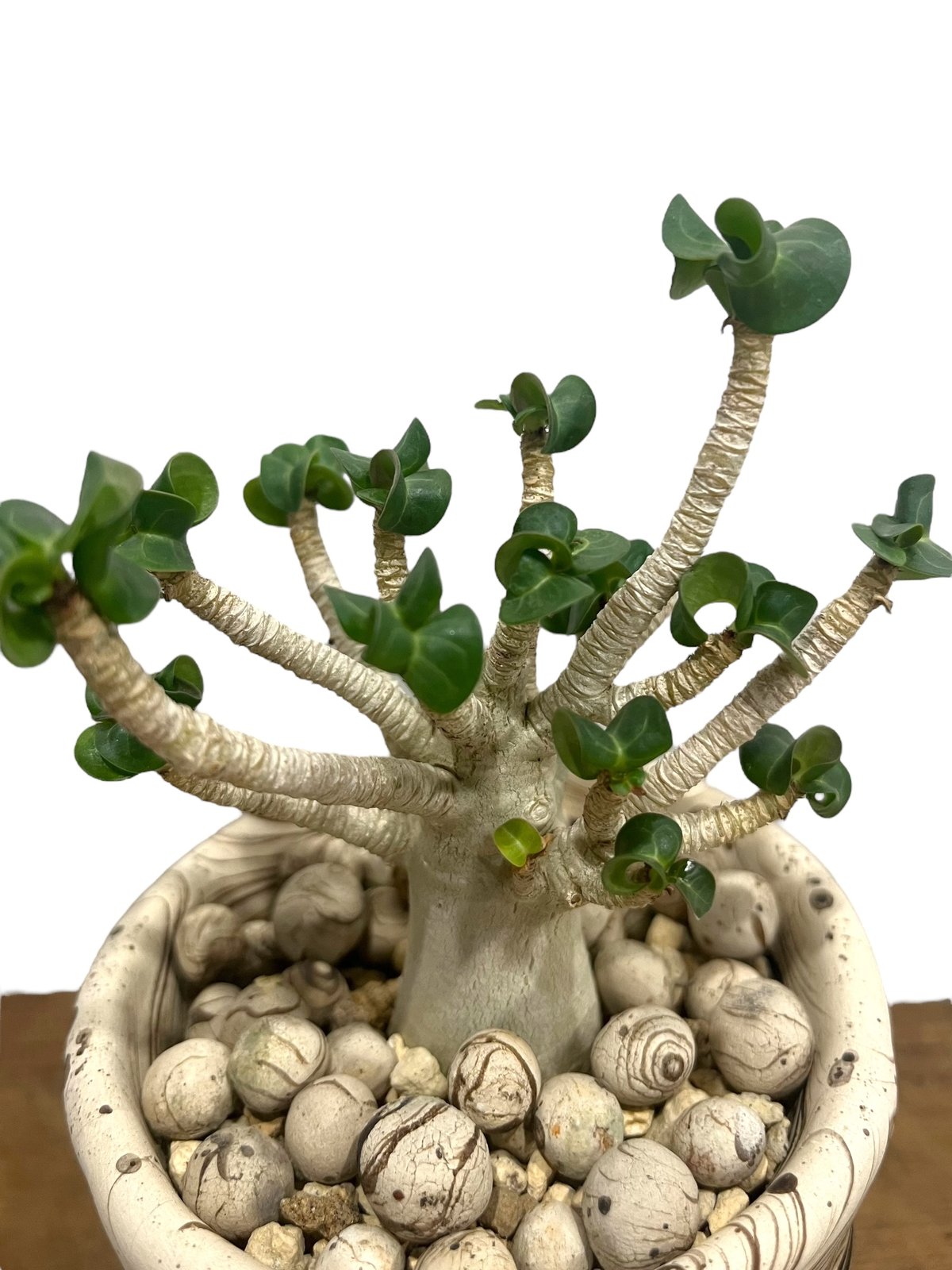 アデニウム　獅子葉　DHA アデニウム D.H.A (獅子葉) スモールリーフ + plantsmonsters pot