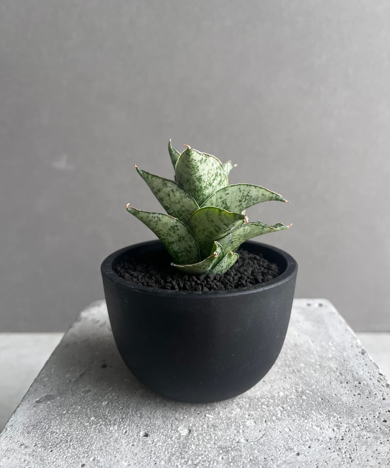 EMP サンスベリア スサノオ Susano\