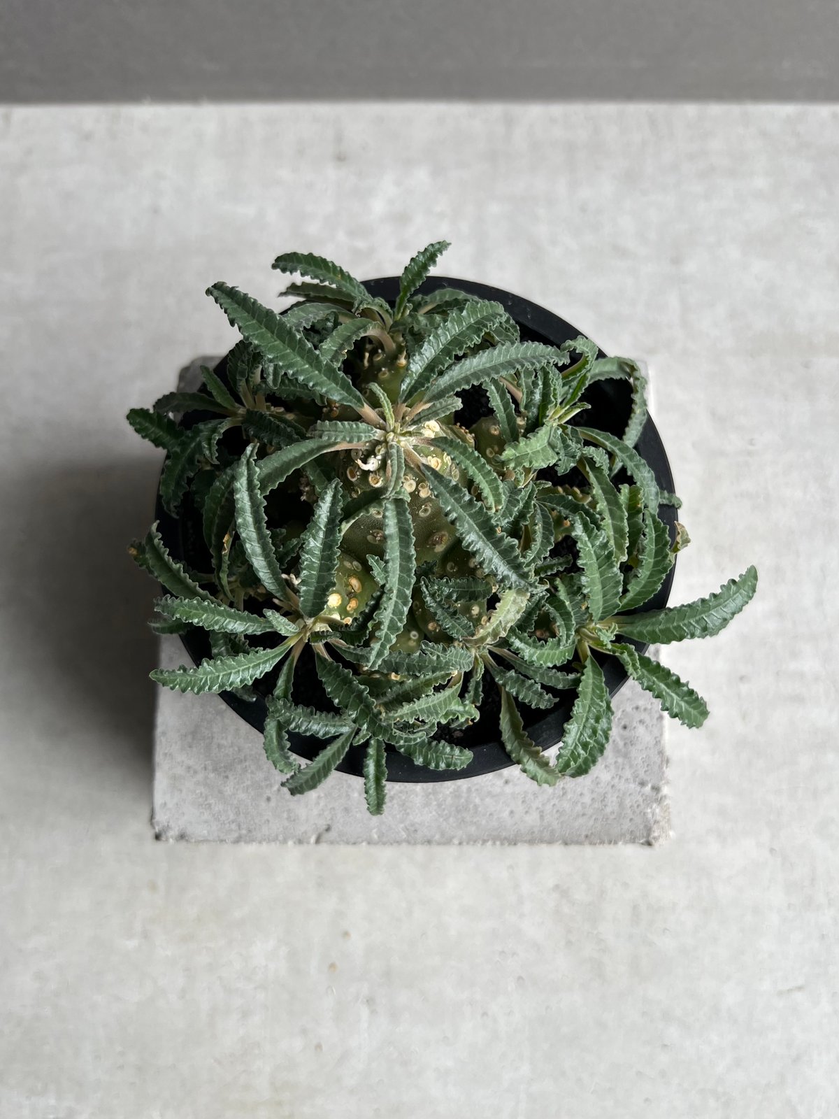 ドルステニア ラブラニー(多頭タイプ) 実生苗 「Dorstenia lavrani seed