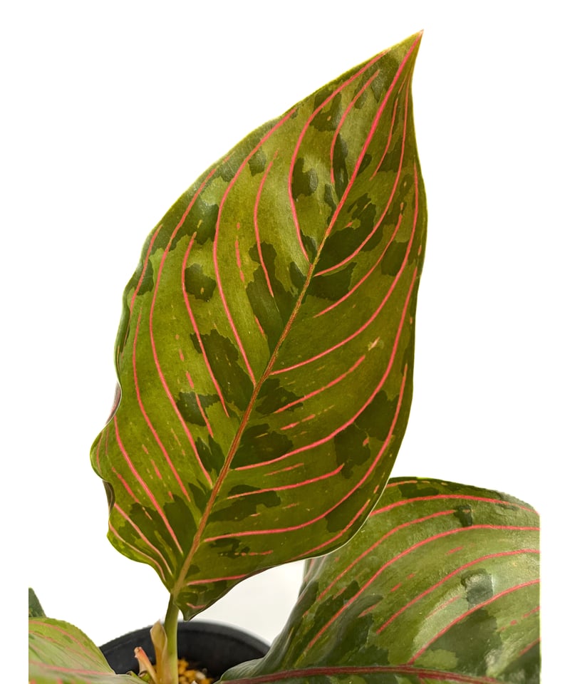 アグラオネマ レッドアーミー「Aglaonema Red Army」1/12