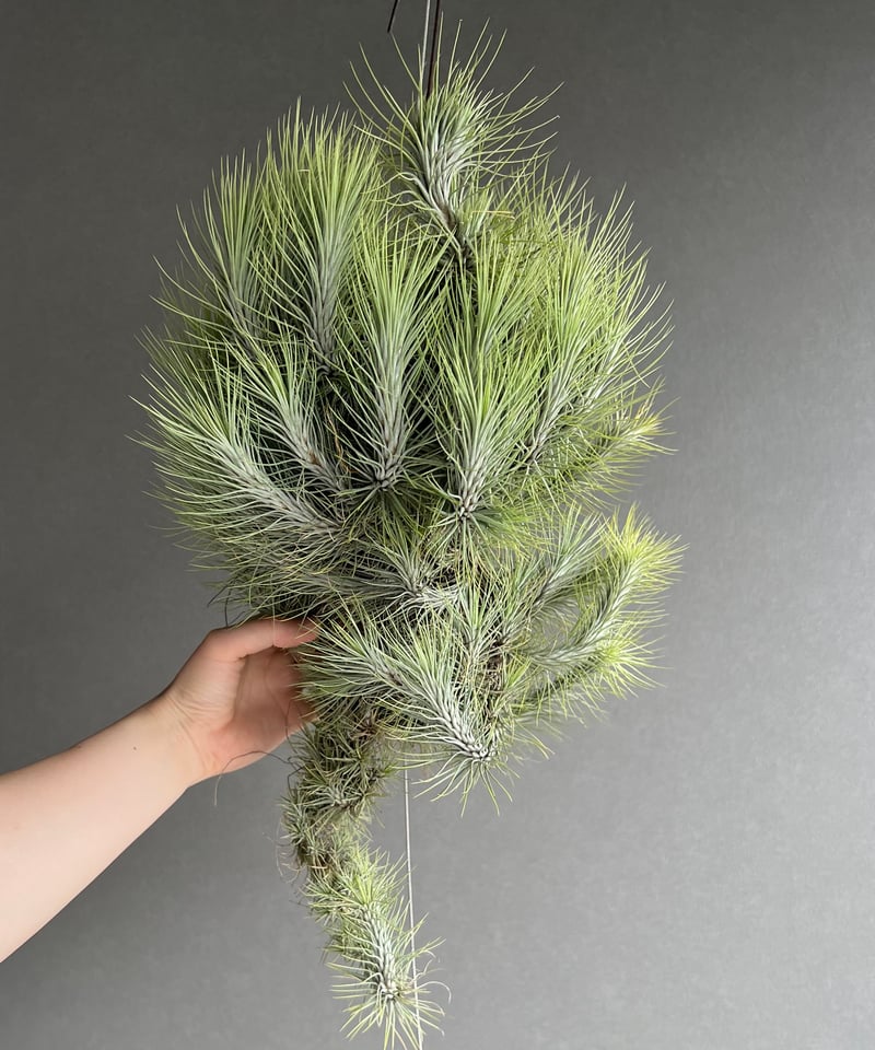 ティランジア フンキアナ クランプ 「Tillandsia funckiana clump」2