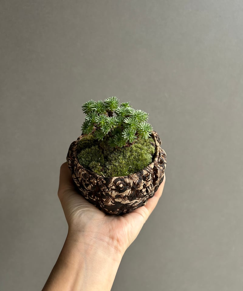 セダム 小松緑(こまつみどり) + plantsmonsters pot「Sedam mult