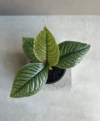 ビカクシダ ウィリンキー スポアリング バンナ セレクト「P