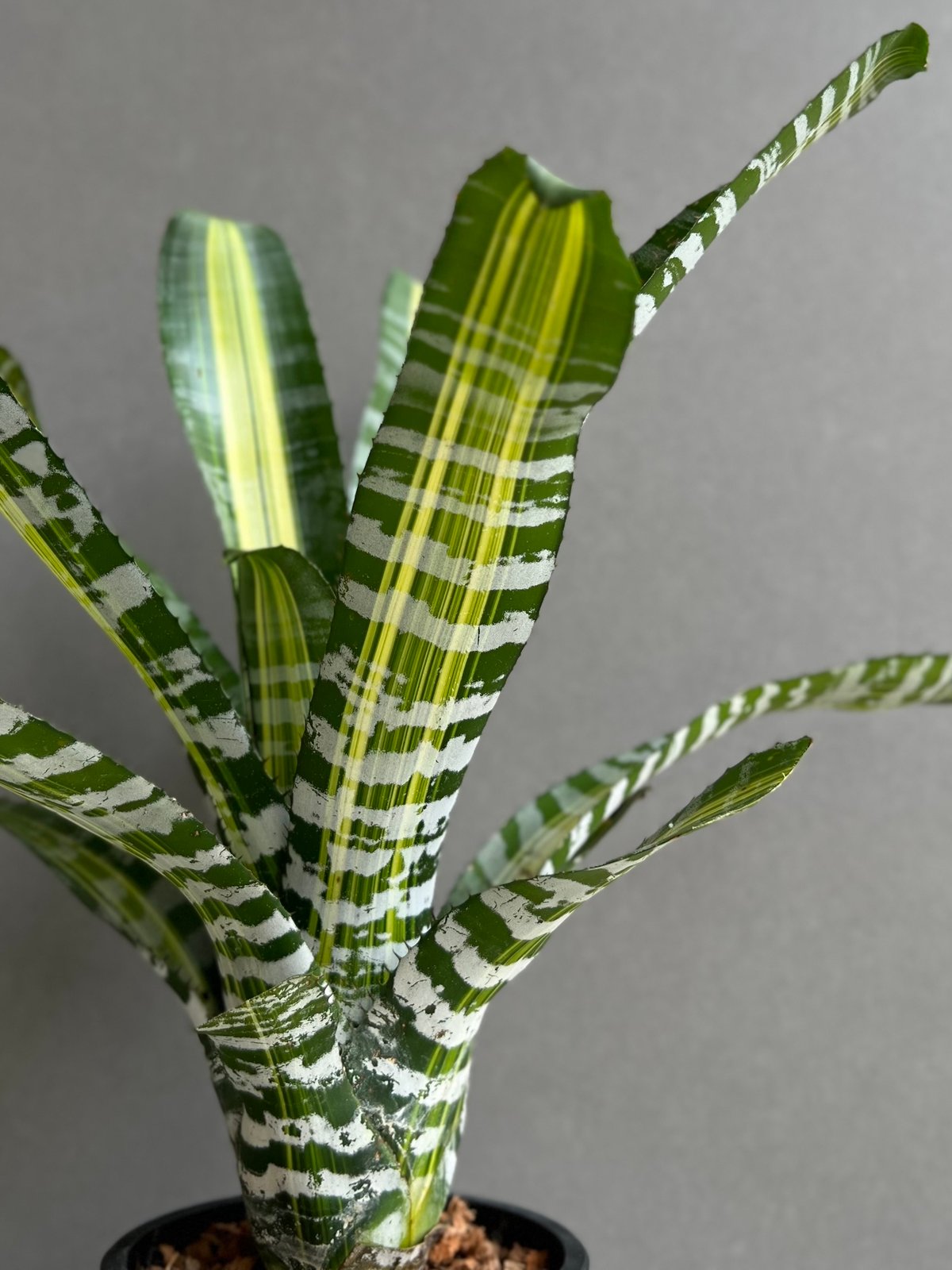 と*だ様 【希少】Aechmea Chantinii Wide Leaf エクメ エクメア チャンティニー サムライ「Aechmea chantinii Samurai」86D