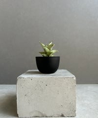 フィロデンドロン シャロニアエ 「Philodendron sharoniae」11J | S