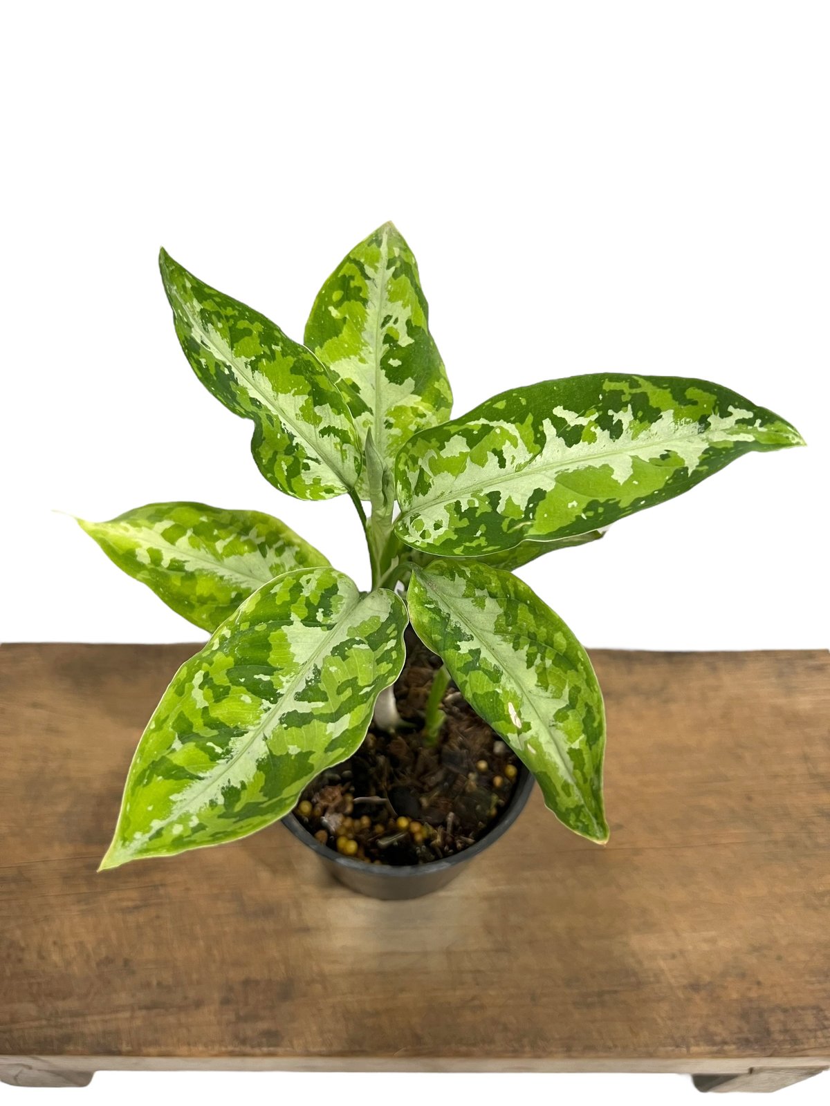アグラオネマ ピクタム トリカラー「Aglaonema pictum tricolor
