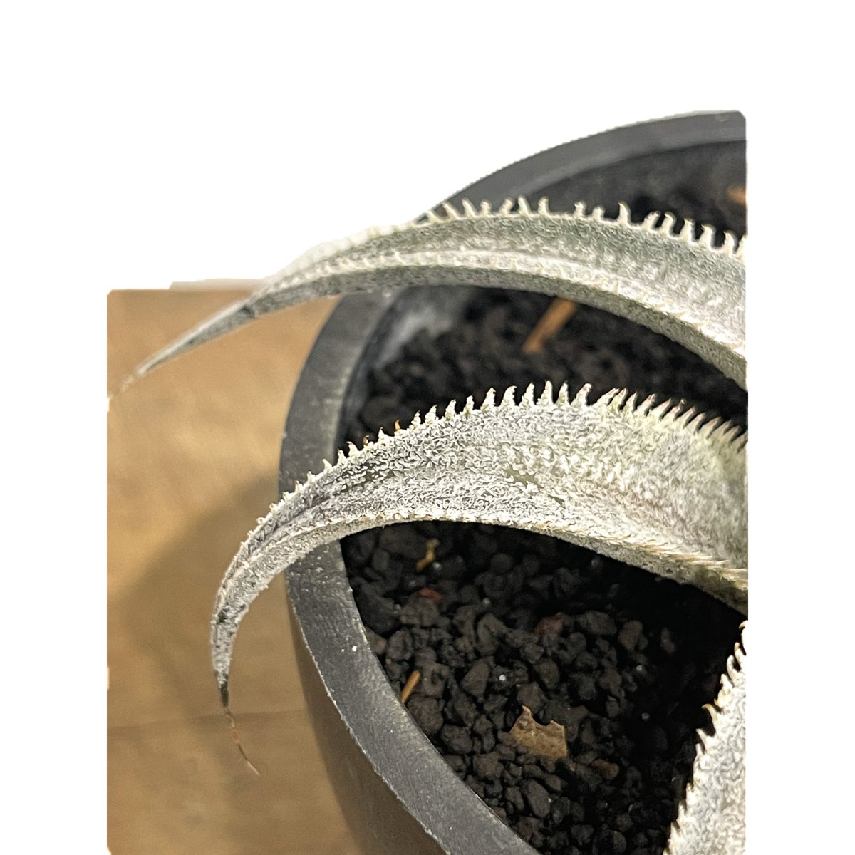 【極斑】dyckia satith 斑入り Dyckia 'Satith' . 斑入りは華やか‼️ いつかウチでも実生から