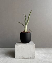 サンセベリア スサノオ 「Sansevieria Susano 'O' (by Unyaman