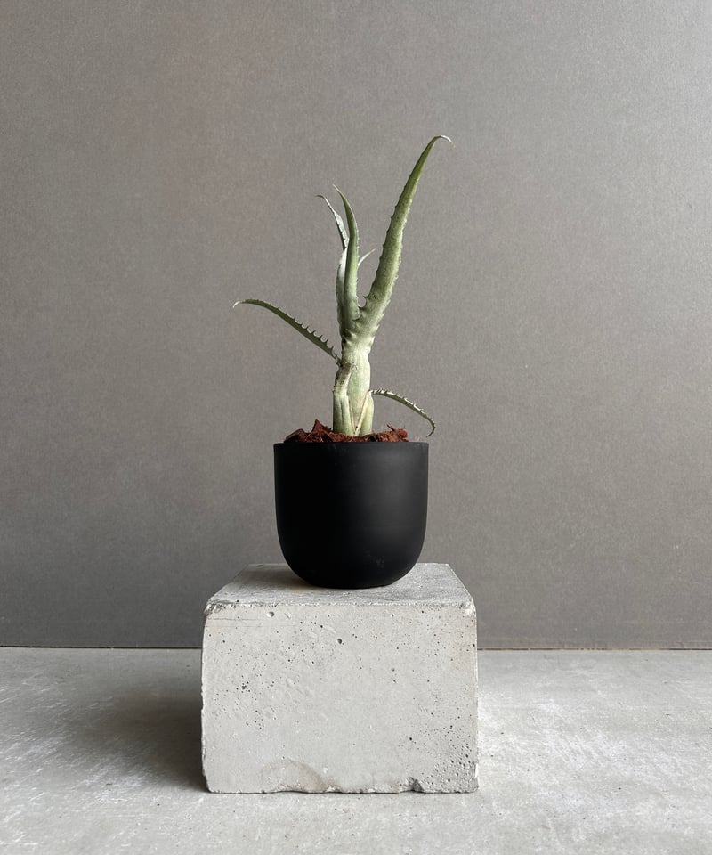 エクメア トカンティナ「Aechmea tocantina 」13K | SHOUCHIKUEN