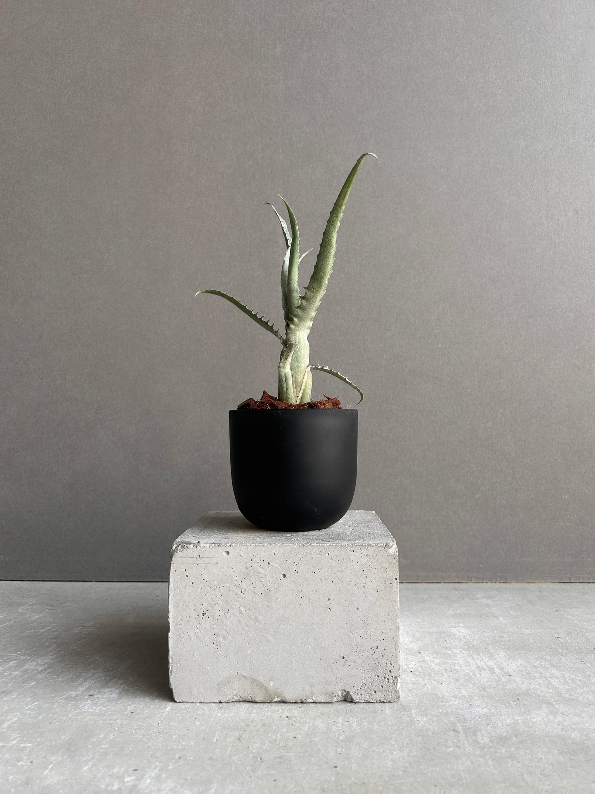 エクメア トカンティナ「Aechmea tocantina 」13K | SHOUCHIKUEN