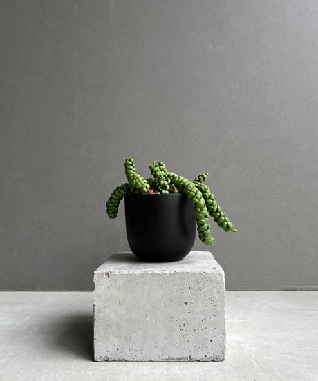 CATEGORY SALE | SHOUCHIKUEN