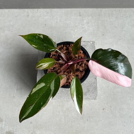 超希少❗️フィロデンドロン　シャロニアエ✨ フィロデンドロン シャロニアエの一覧｜🍀GreenSnap（グリーン