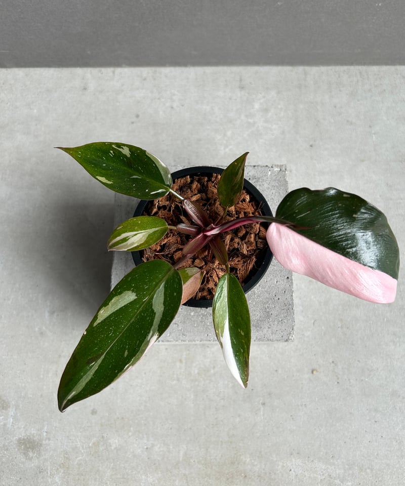 フィロデンドロン・レッドコンゴ/ Philodendron Red Congo⑧ フィロデンドロン・レッドコンゴ / Philodendron Red Congo