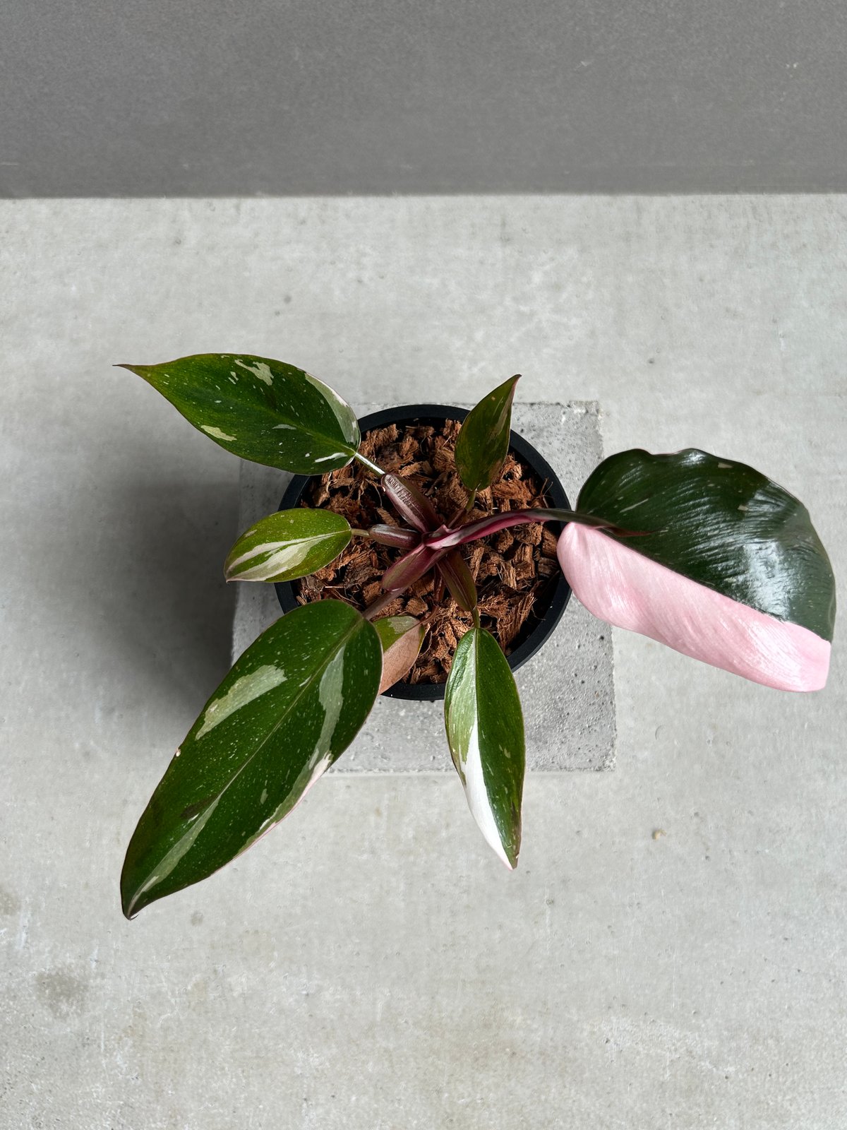 1フィロデンドロン　レッドコンゴ　斑入り フィロデンドロン 'レッドコンゴ' 斑入り 3号鉢 サイズ2種類