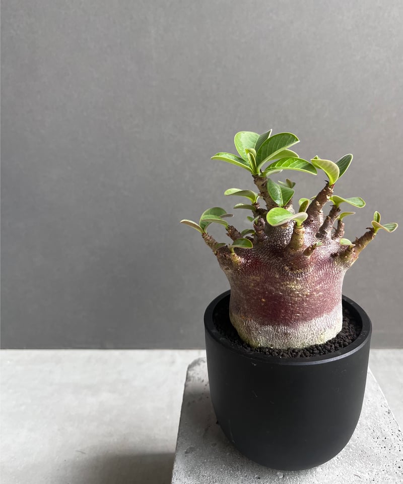 アデニウム アラビカム スーパー ドワーフ “ブラック” 「Adenium